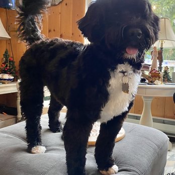 Give Me Paws - Portuguese Water Dog with retriever cut just as I asked. - Pet Groomers Near Me - Ocean Shores, Washington