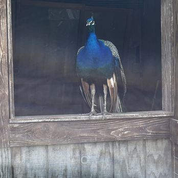 Windy Goat Acres - Peacock - Vacation Rentals Near Me - Chelsea, Iowa