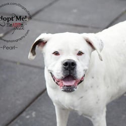 Dogs by Debin - Pearl ~ Adopted!