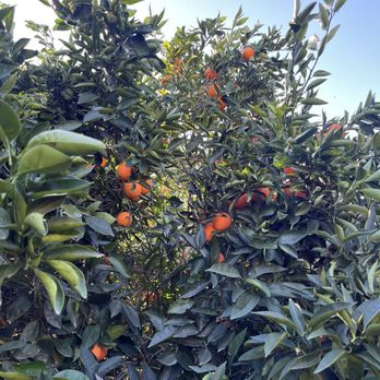 Sunset Ridge Fine Fruits - Gorgeous fruit! - Fruits & Veggies Near Me - Newcastle, California Sunset Ridge Fine Fruits - Gorgeous fruit! - Fruits & Veggies Near Me - Newcastle, California