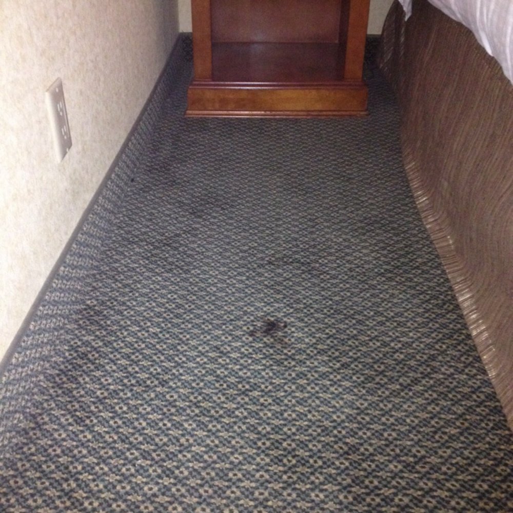 Red Lion Hotel Redding - Dirty carpet. Walking on it felt like I was walking on old movie theatre carpet. Had a gummy, sticky feel. - Hotels Near Me - Redding, California