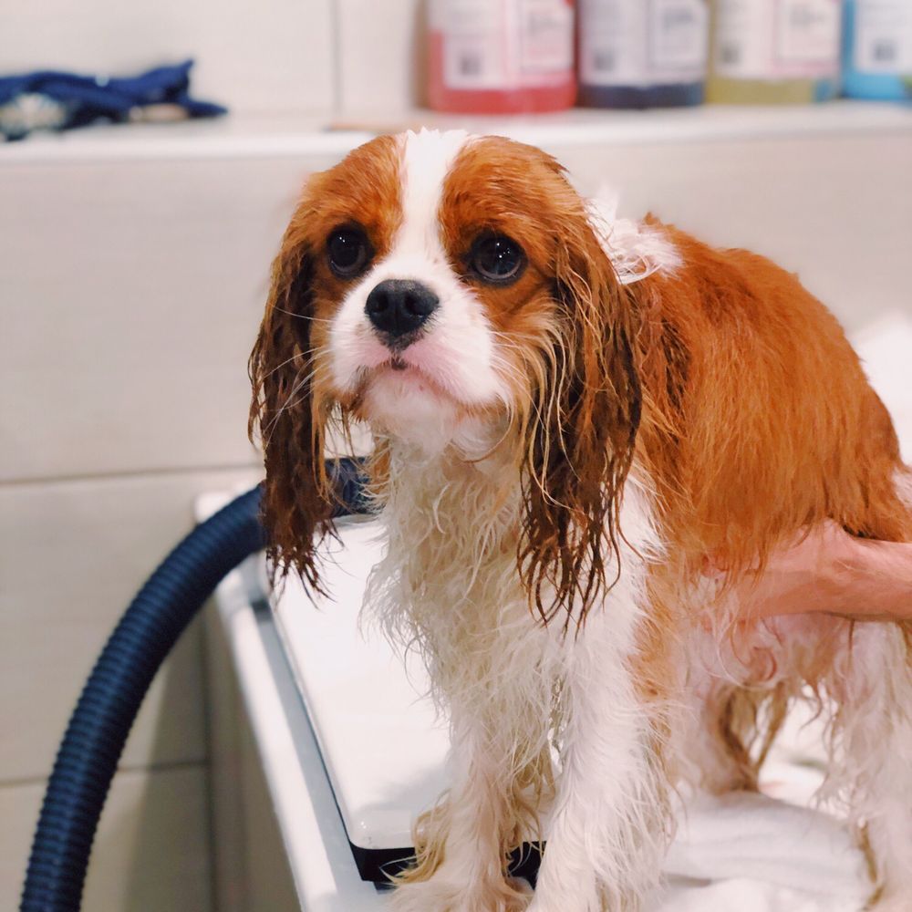 Pet Spawt - Grover getting squeaky clean in the dog bath! - Pet Stores Near Me - Holladay, Utah Pet Spawt - Grover getting squeaky clean in the dog bath! - Pet Stores Near Me - Holladay, Utah