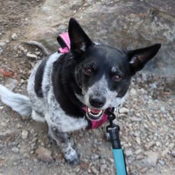 Good Karma Pet Rescue of South Florida - Last week during Christmas 2025