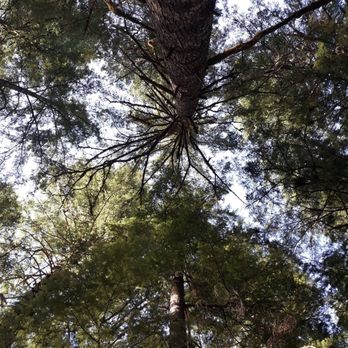 Newhalem Campground - My canopy under the hammock - Hiking Near Me - Marblemount, Washington
