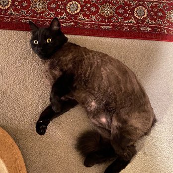 Kittington’s Mobile Cat Grooming - Mycroft after a much needed fresh start. He was so relaxed afterwards - Pet Groomers Near Me Kittington’s Mobile Cat Grooming - Mycroft after a much needed fresh start. He was so relaxed afterwards - Pet Groomers Near Me