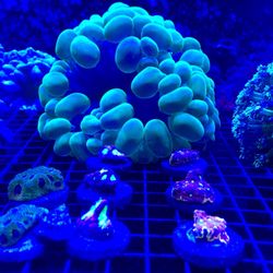Premier Aquatics - 2023 gorgeous coral