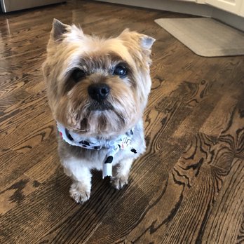 Dapper Dog - Pet Groomers Near Me - New Windsor, New York