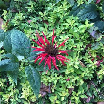 Fernbank Science Center - Outer garden - Museums Near Me - Atlanta, Georgia