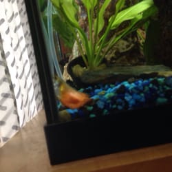 The Deep - Fish swims only on occasion and has trouble with movement, struggles to swim for food