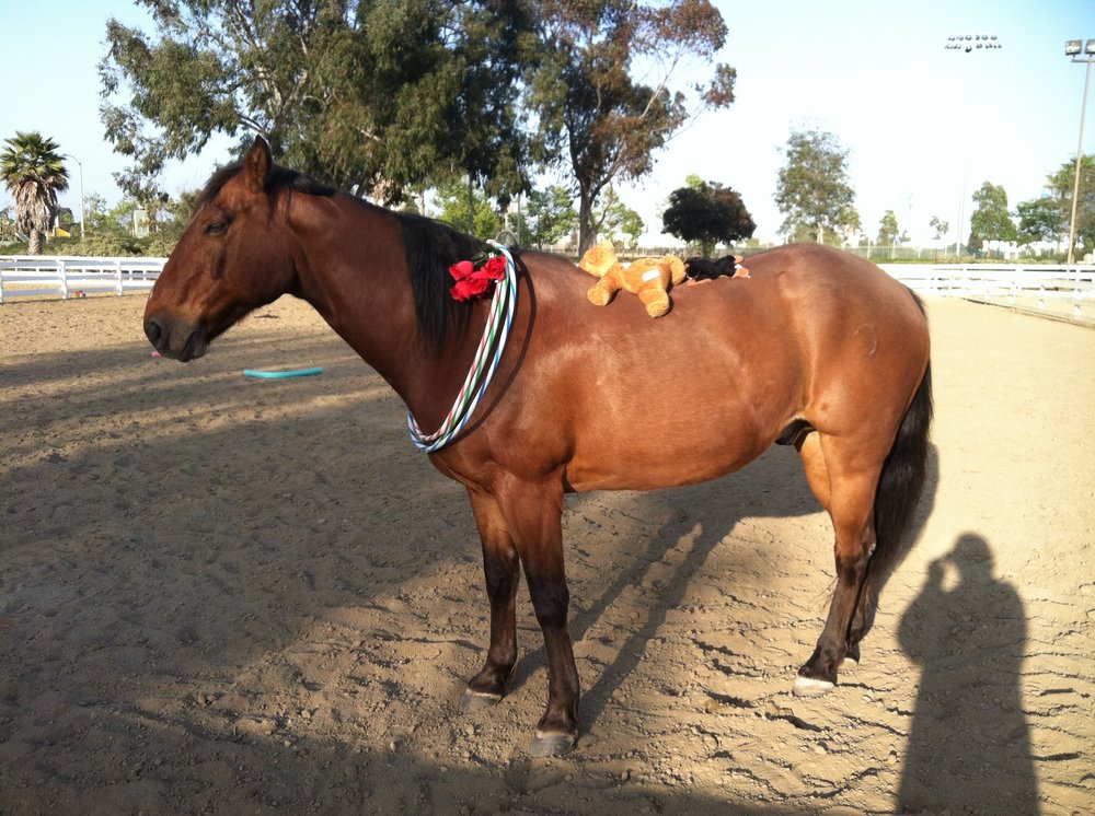 Horse Play Therapy - grief counselor in Huntington Beach, CA