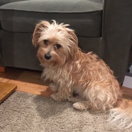 Max, the Shaggy Dog. Before Photo Max, the Shaggy Dog. Before Photo