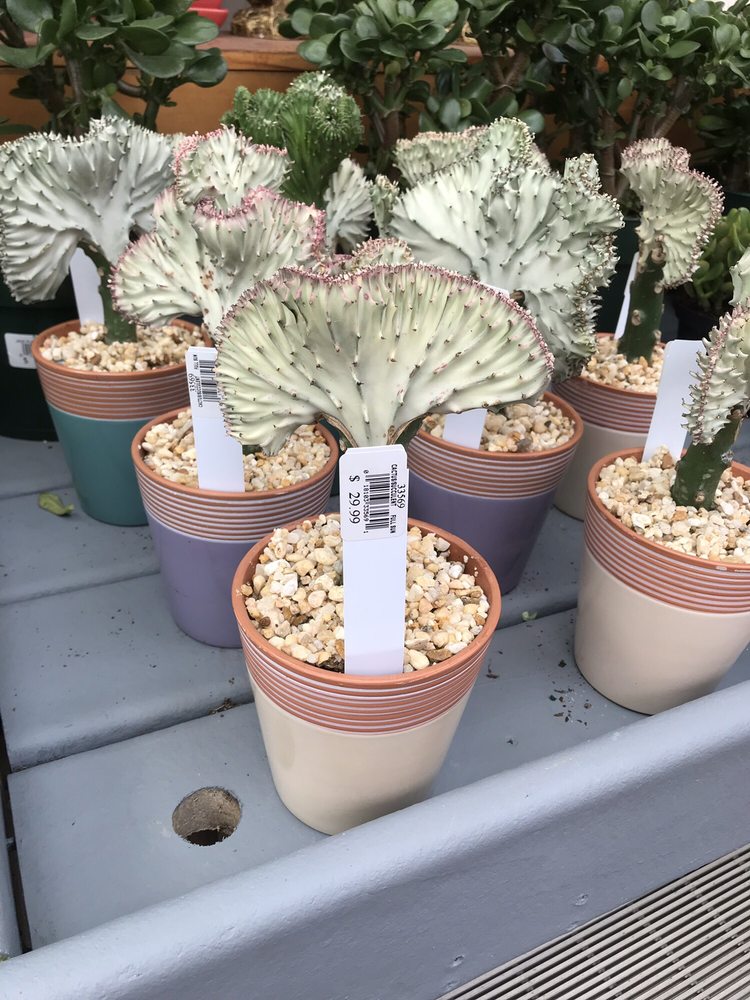 ATLANTIC NURSERY & GARDEN SHOP 68 Photos & 20 Reviews 250 Atlantic