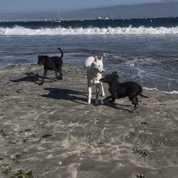 Fisherman's Beach - Dog Beach - Beaches Near Me - Avila Beach, California Fisherman's Beach - Dog Beach - Beaches Near Me - Avila Beach, California