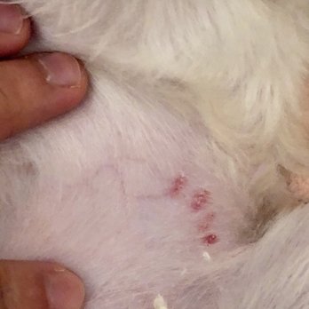 All 4's Grooming - Pet Groomers Near Me - San Jose, California