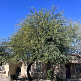 ArborCraft Tree Service - Before - Tree Services Near Me - Phoenix, Arizona