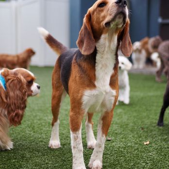 Pampered Pet Resorts - Pet Boarding Near Me - Naples, Florida Pampered Pet Resorts - Pet Boarding Near Me - Naples, Florida