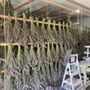 Photo of Lush lavender farm