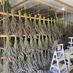 Lush lavender farm - Drying lavender