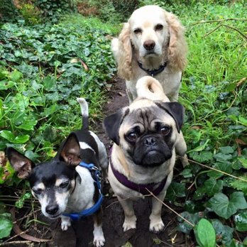 In the moment canine - Not the most rain loving of pups these three! - Dog Walkers Near Me In the moment canine - Not the most rain loving of pups these three! - Dog Walkers Near Me