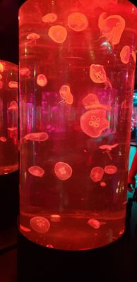 SEA LIFE at Mall of America by null