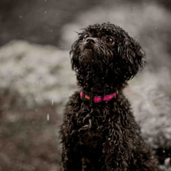 Apawture Pet Photography - Isabel her first rain fall