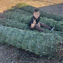 Tom’s Adventures - My son helping us unload trees