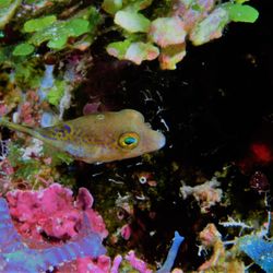 5 Star Divers - Puffer Fish Cozumel