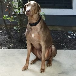 Universal City Animal Shelter - Spencer the Doberman Pinscher