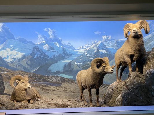 Royal Alberta Museum by null