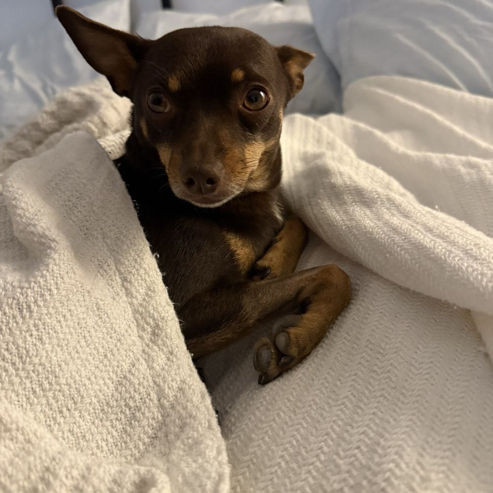Brando on the mend!