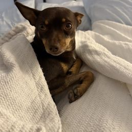 Brando on the mend! Brando on the mend!