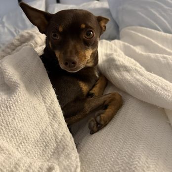 Van Nuys Veterinary Clinic - Brando on the mend! - Veterinarians Near Me - Van Nuys, California Van Nuys Veterinary Clinic - Brando on the mend! - Veterinarians Near Me - Van Nuys, California