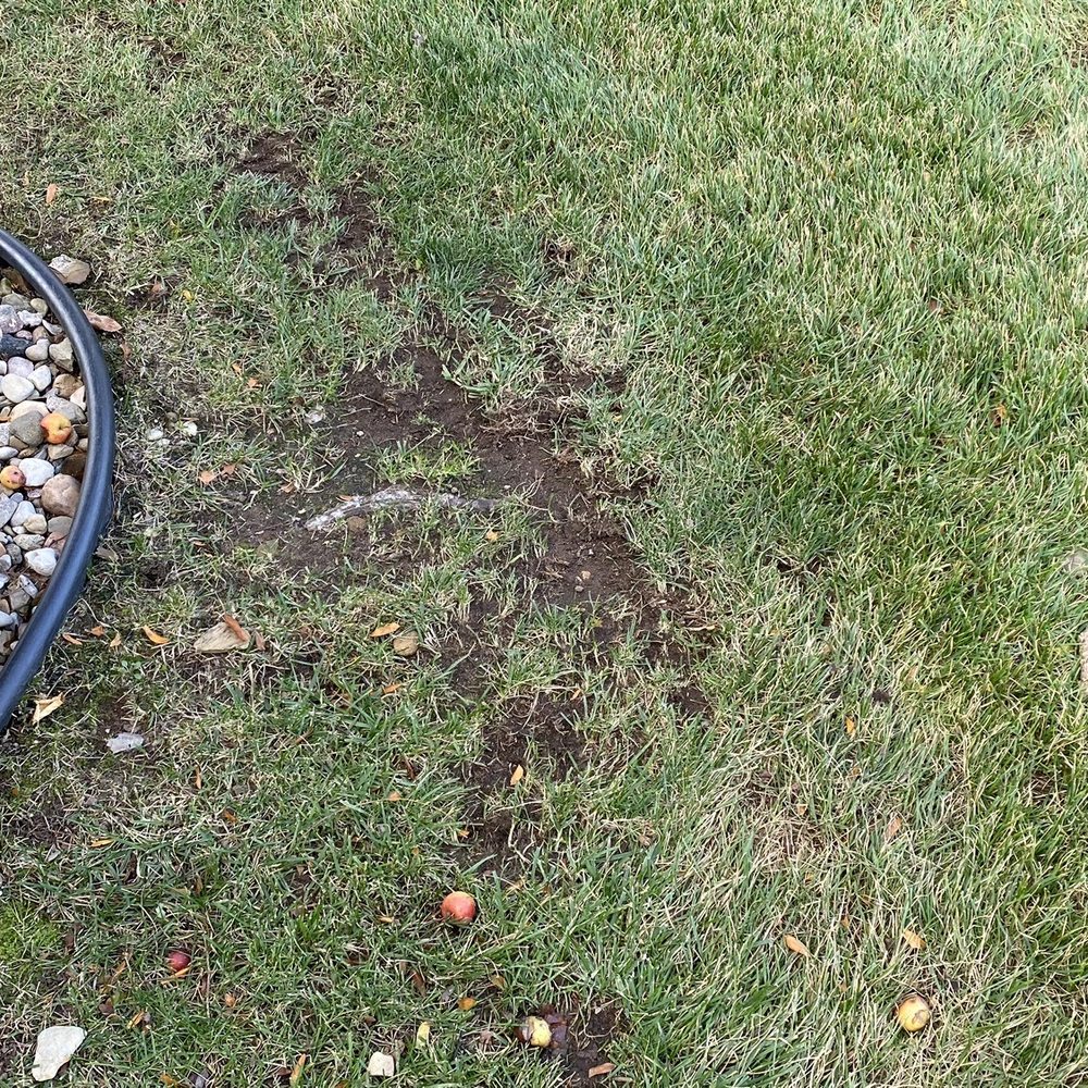 Busy Lil Beavers - Crappy mow job. - Lawn Services Near Me - Elkhart, Indiana