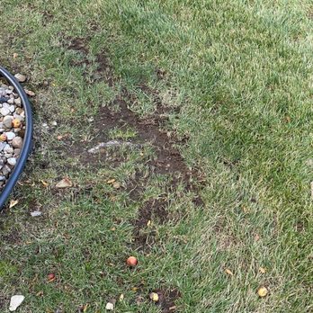 Busy Lil Beavers - Crappy mow job. - Lawn Services Near Me - Elkhart, Indiana