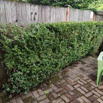 Bp Greenworks - Shrub(after) - Landscaping Near Me Bp Greenworks - Shrub(after) - Landscaping Near Me