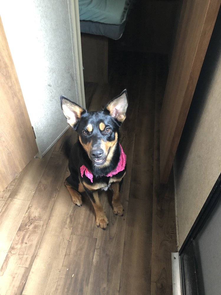 MARIAN’S PET GROOMING 211 Mahlon St, Deridder, Louisiana Pet