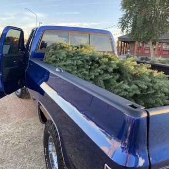 Mistletoe Tree Farm - 10 ft tree headed to its new home - Christmas Trees Near Me - Gilbert, Arizona Mistletoe Tree Farm - 10 ft tree headed to its new home - Christmas Trees Near Me - Gilbert, Arizona
