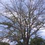 Photo of Joe Jackson Tree Service
