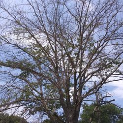 Joe Jackson Tree Service