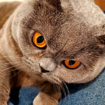 Uncle Jay Cat Sits - Pet Sitting Near Me - Oakland, California Uncle Jay Cat Sits - Pet Sitting Near Me - Oakland, California