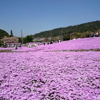 花のじゅうたん 12 Photos Botanical Gardens 永沢寺170 三田市 兵庫県 Japan Phone Number Yelp