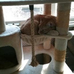 lewis trying to fit in the hammock! lewis trying to fit in the hammock!