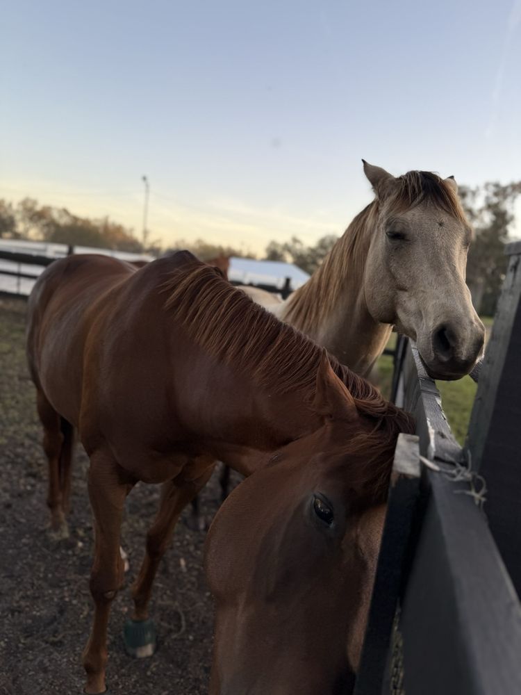 Liebe Cornelia Hooves 2 Healing - equestrian in Plant City, FL