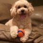 Photo of The Hairy Barker