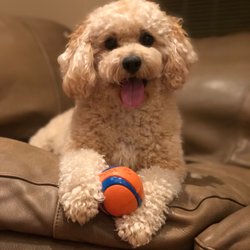 The Hairy Barker