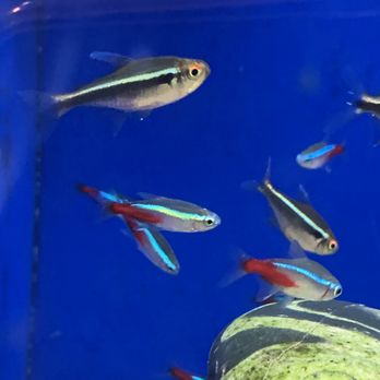 PetSmart - See those tiny white spots? That's an infection called ich, do not get fish here! - Pet Stores Near Me - Santa Cruz, California PetSmart - See those tiny white spots? That's an infection called ich, do not get fish here! - Pet Stores Near Me - Santa Cruz, California