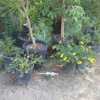 Nicolas Nursery - Flowers & Gifts Near Me - Moreno Valley, California Nicolas Nursery - Flowers & Gifts Near Me - Moreno Valley, California