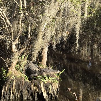 Airboat Adventures - Just doing some sunbathing - Boat Tours Near Me - Lafitte, Louisiana
