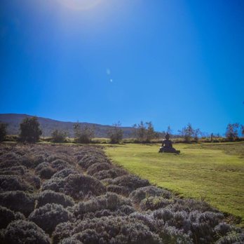 Ali'i Kula Lavender - Lavender - Tours Near Me - Kula, Hawaii Ali'i Kula Lavender - Lavender - Tours Near Me - Kula, Hawaii