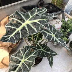 RoJo's Nursery & Landscape Design